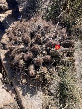 Image of Arizona Hedgehog Cactus