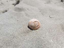 Image of Hebrew moon shell