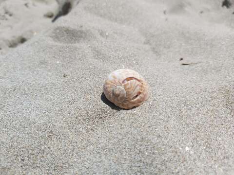 Image of Hebrew moon shell