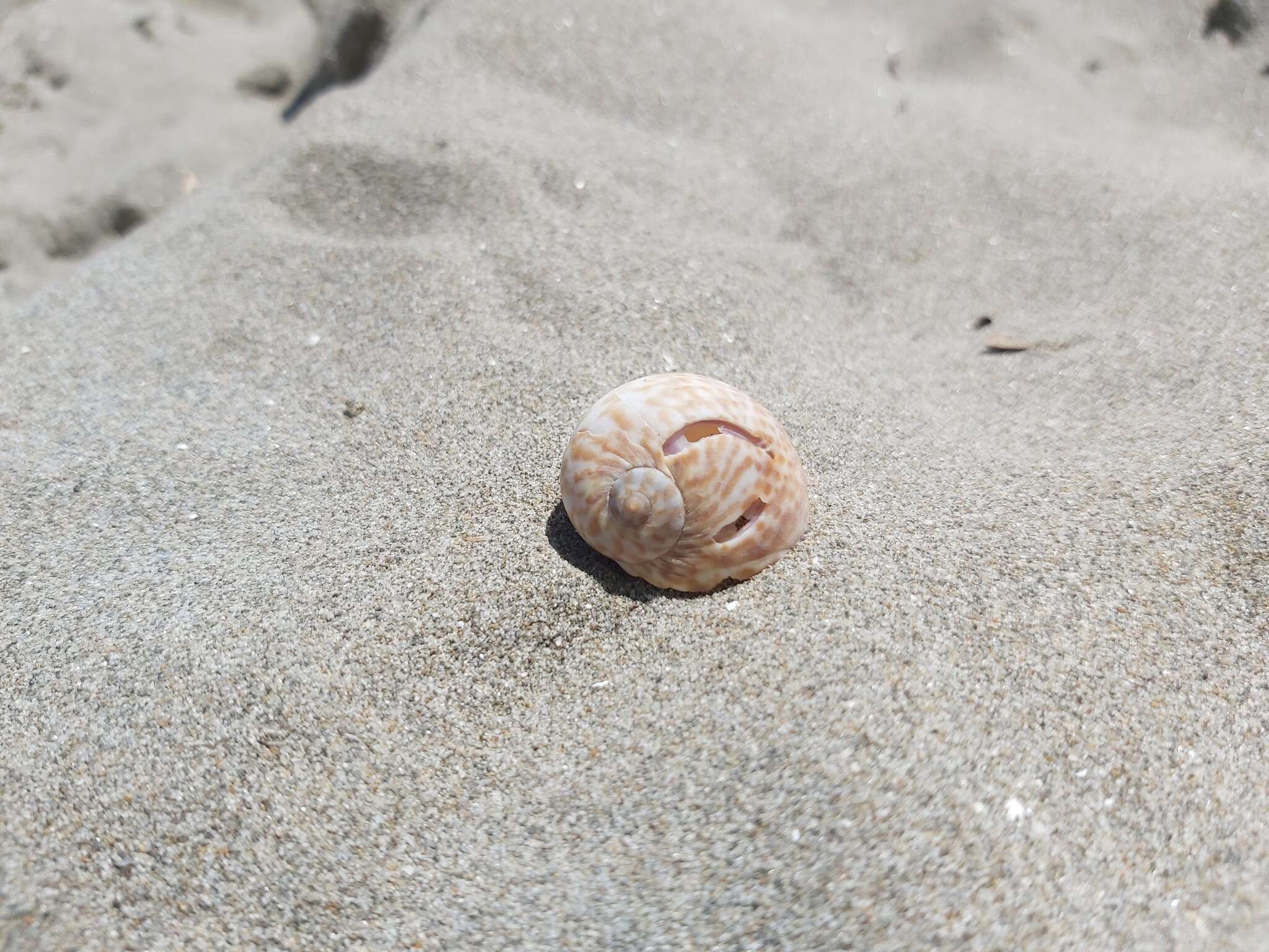 Image of Hebrew moon shell