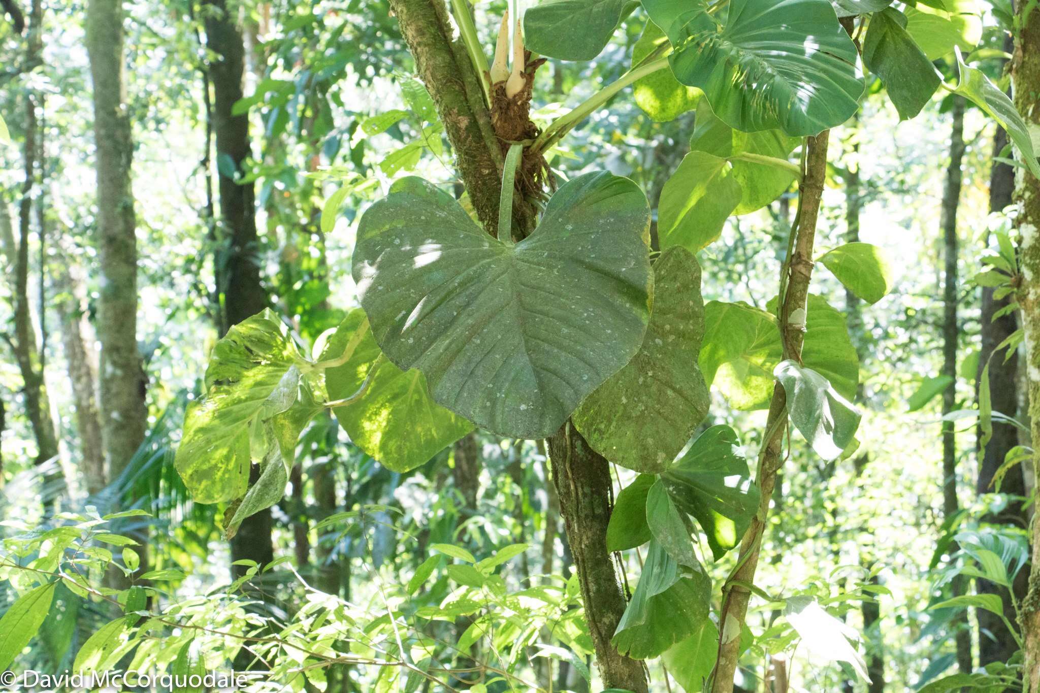 Image of shortstem philodendron