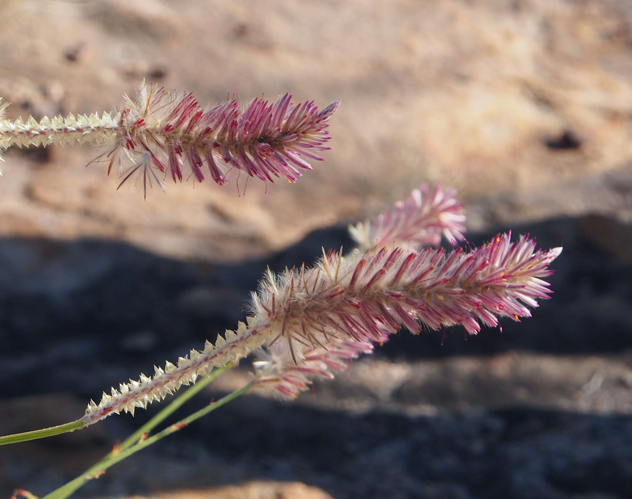 Image of Ptilotus giganteus (A. Cunn. ex Moq.) R. W. Davis & R. Butcher