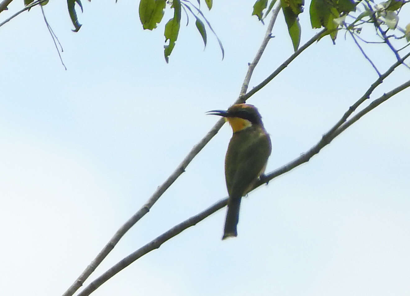 Image of Blue-breasted Bee-eater