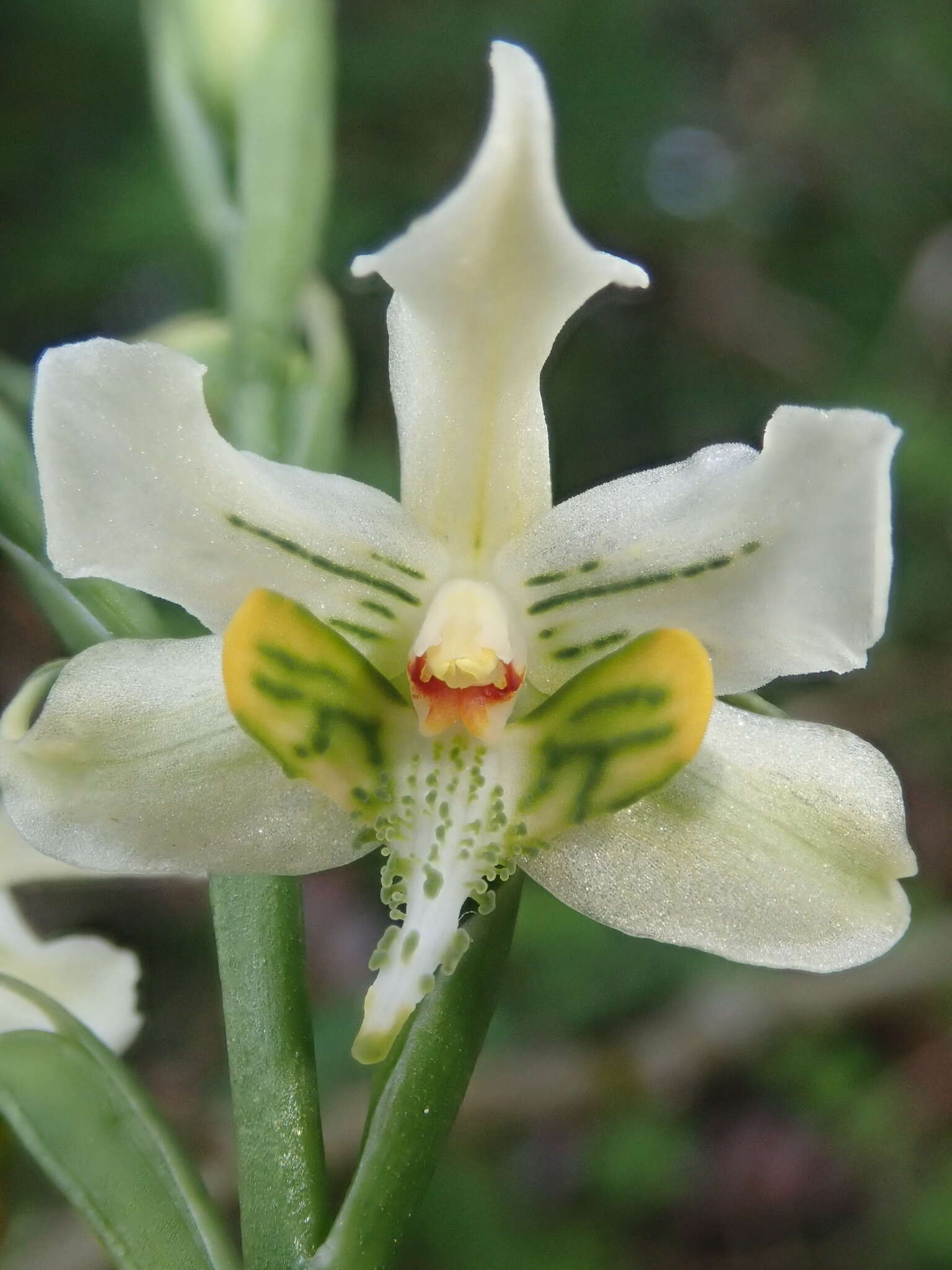Image of Gavilea araucana (Phil.) M. N. Correa