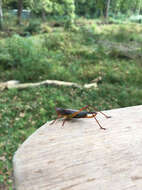 Image of Handsome Meadow Katydid