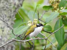 Image of White-throated Honeyeater