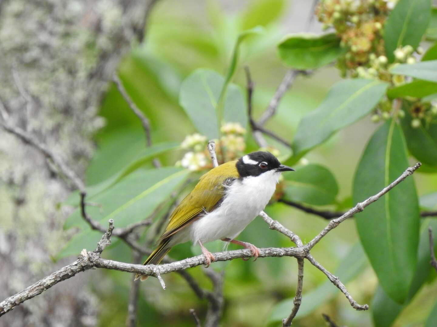 Image of White-throated Honeyeater