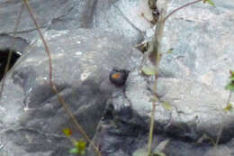 Image of Rufous-throated Dipper