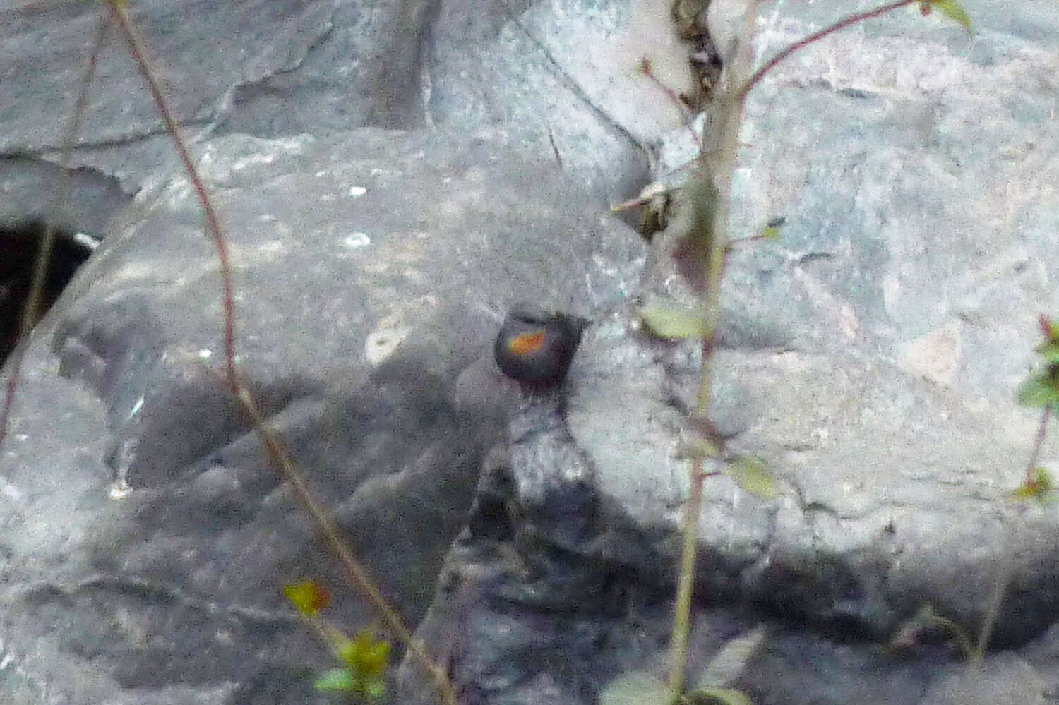 Image of Rufous-throated Dipper