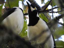 Imagem de Cyanocorax dickeyi Moore & RT 1935