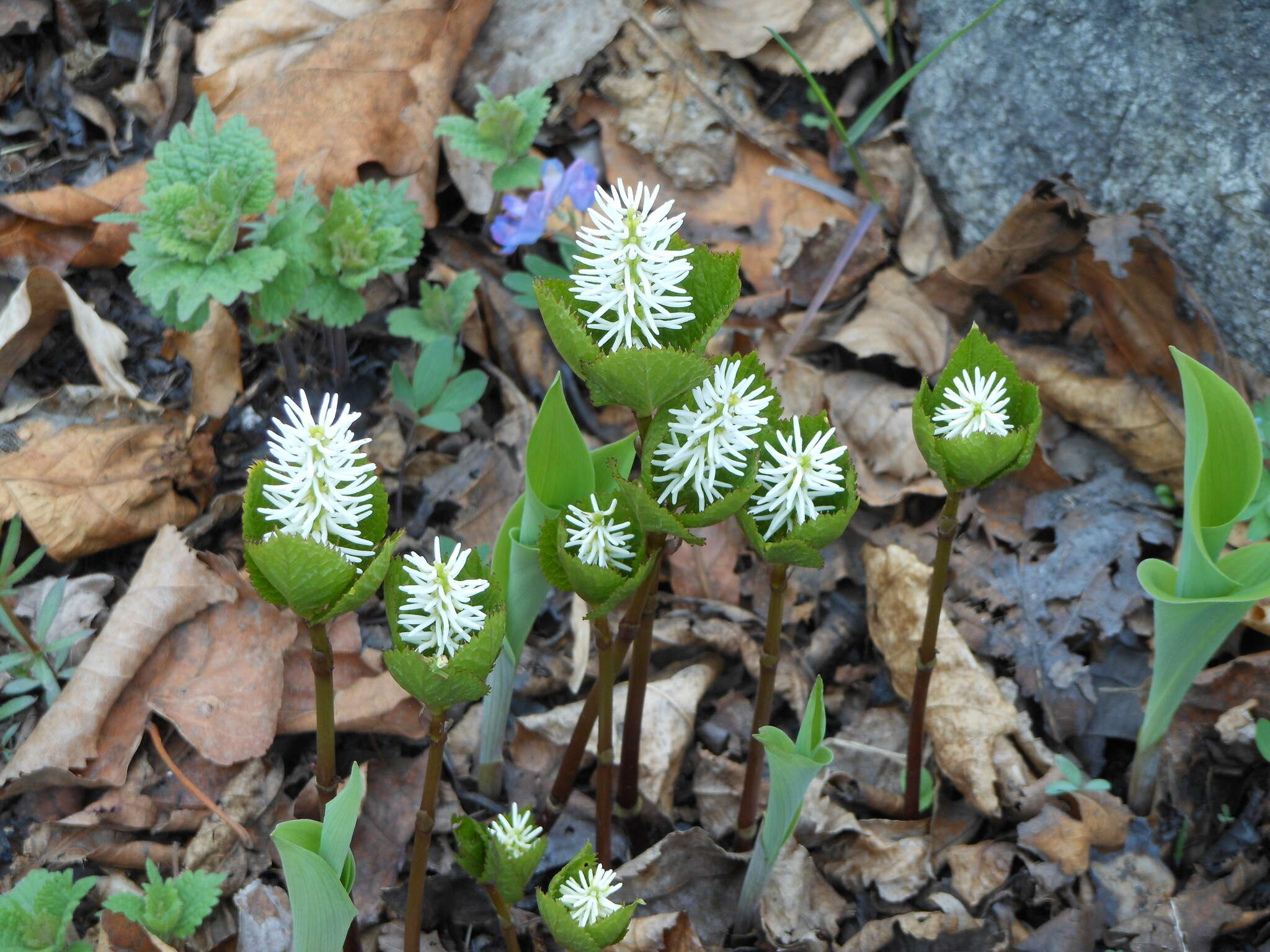 Image of Chloranthus quadrifolius (A. Gray) H. Ohba & S. Akiyama