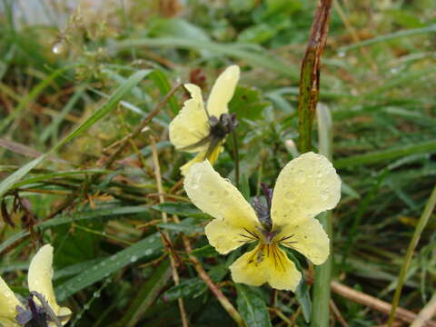 صورة Viola lutea subsp. sudetica (Willd.) W. Becker