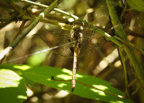 Image of Umber Shadowdragon