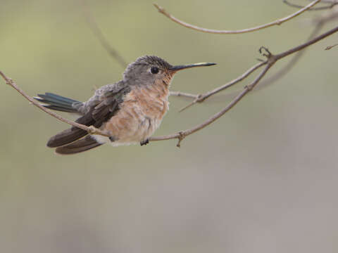 Image of Buffy Hummingbird