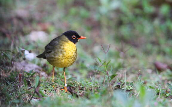 Imagem de Catharus dryas (Gould 1855)