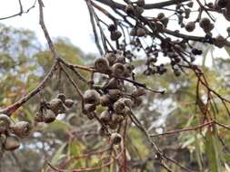 Image of Red Mallee