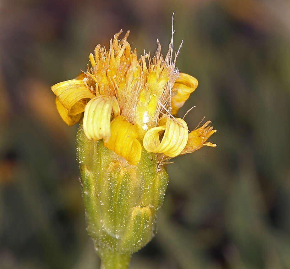 Image of stemless mock goldenweed