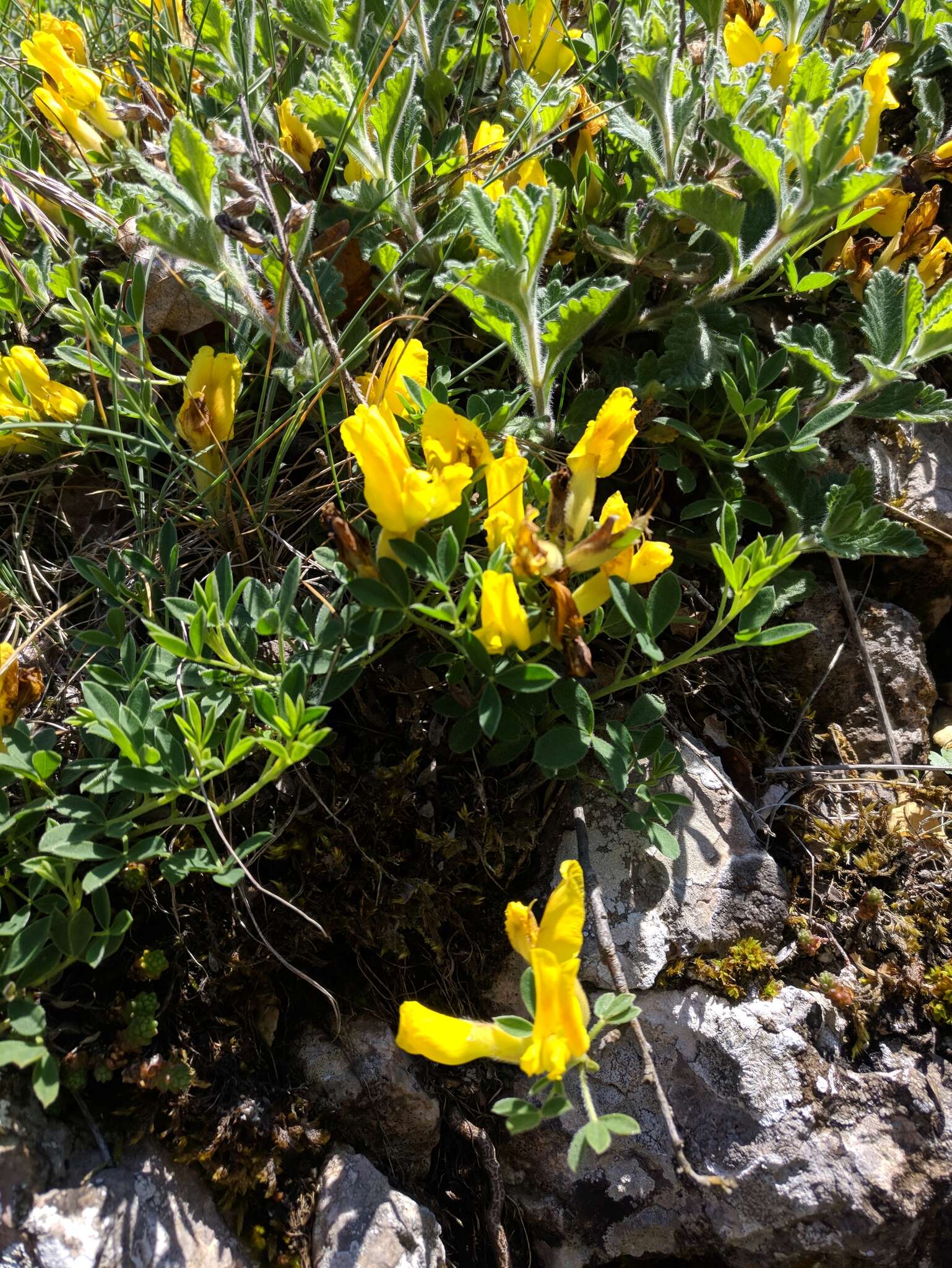 Image of Cytisus wulfii V. I. Krecz.