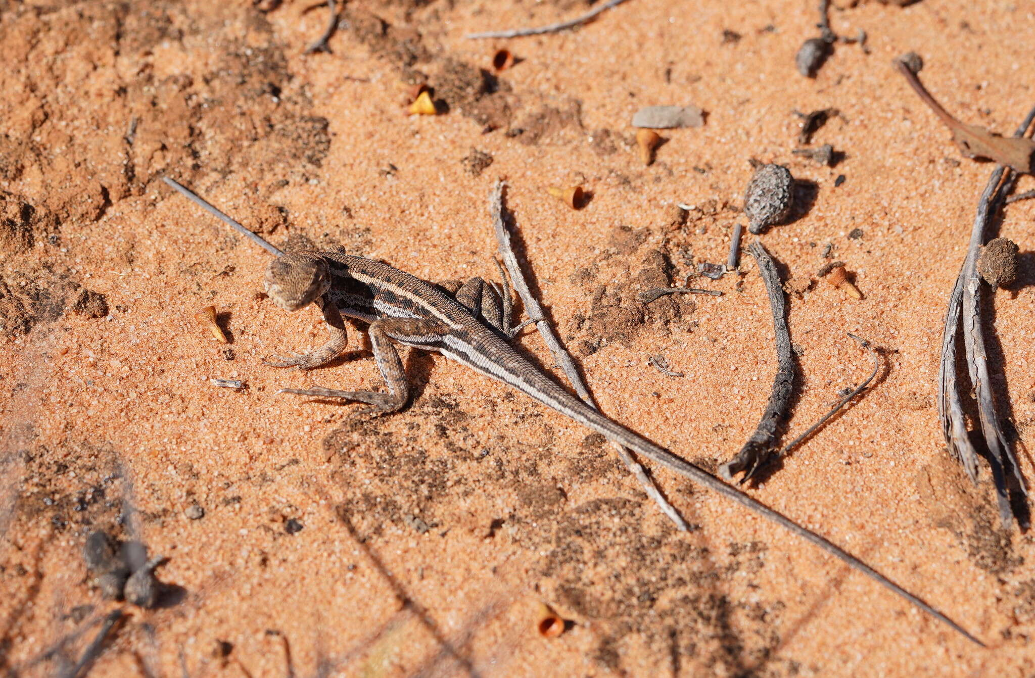 Ctenophorus fordi (Storr 1965) resmi