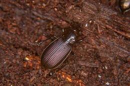 Plancia ëd Pterostichus (Eosteropus) mannerheimii (Dejean 1831)