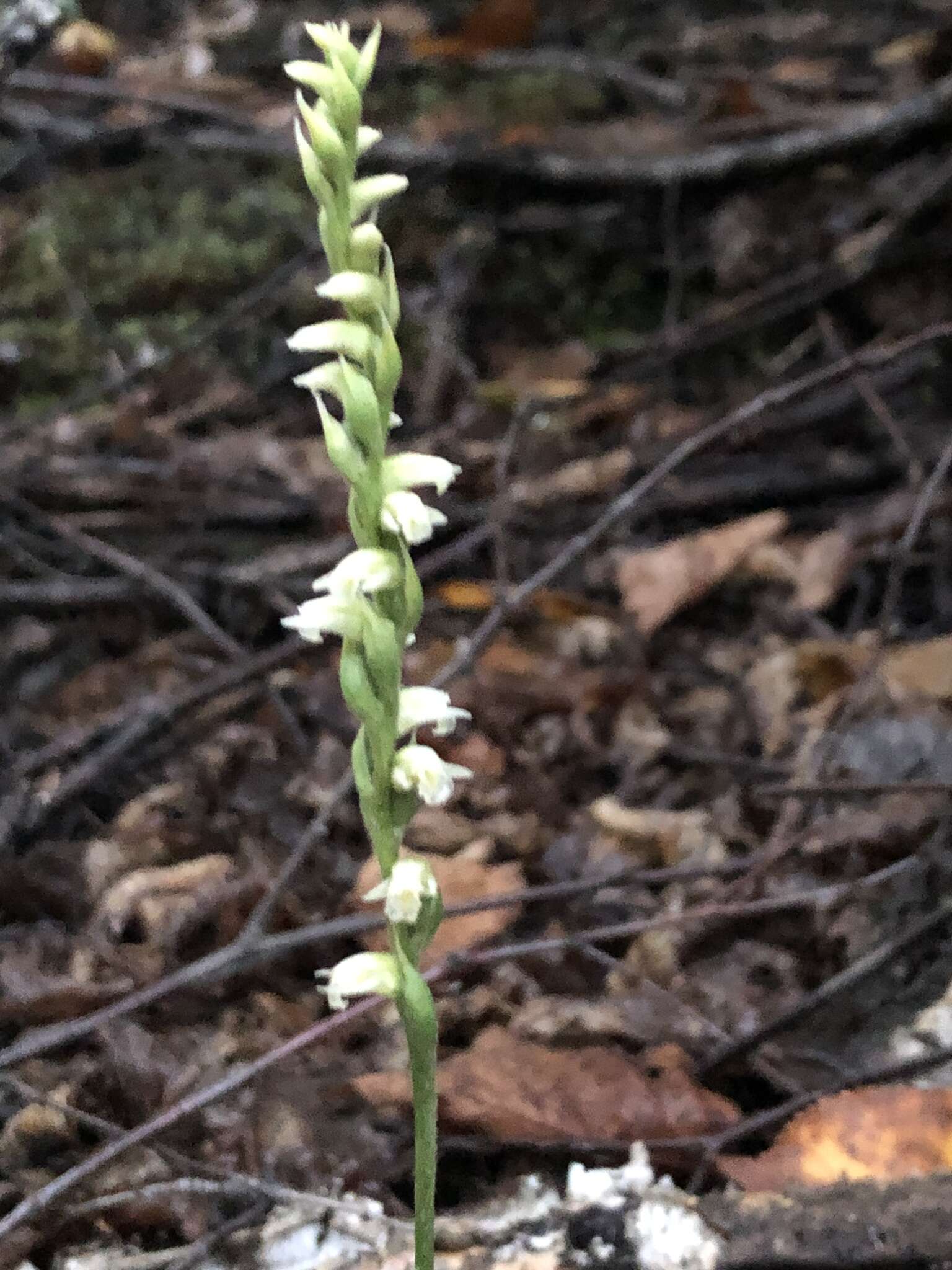 Spiranthes casei var. casei resmi