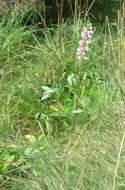 Image of Lupinus regalis Bergmans