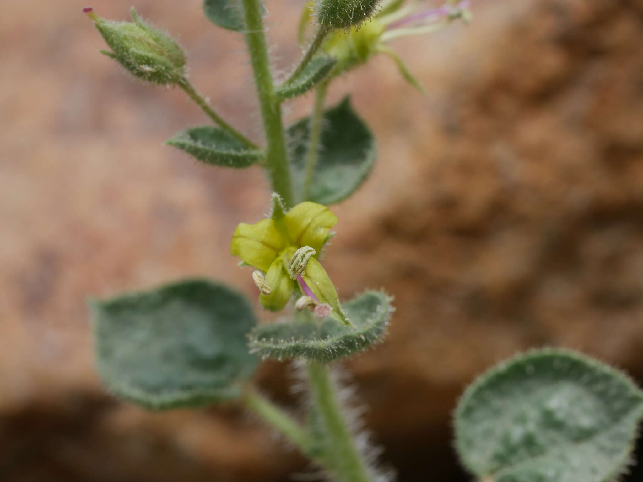 Image of Cleome dolichostyla Jafri