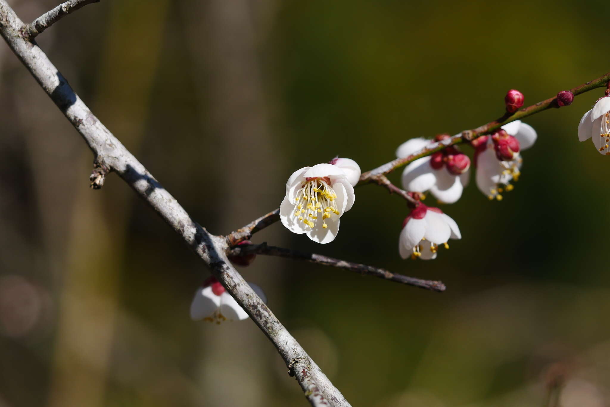 Image of Chinese plum