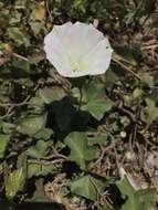 Image of island false bindweed