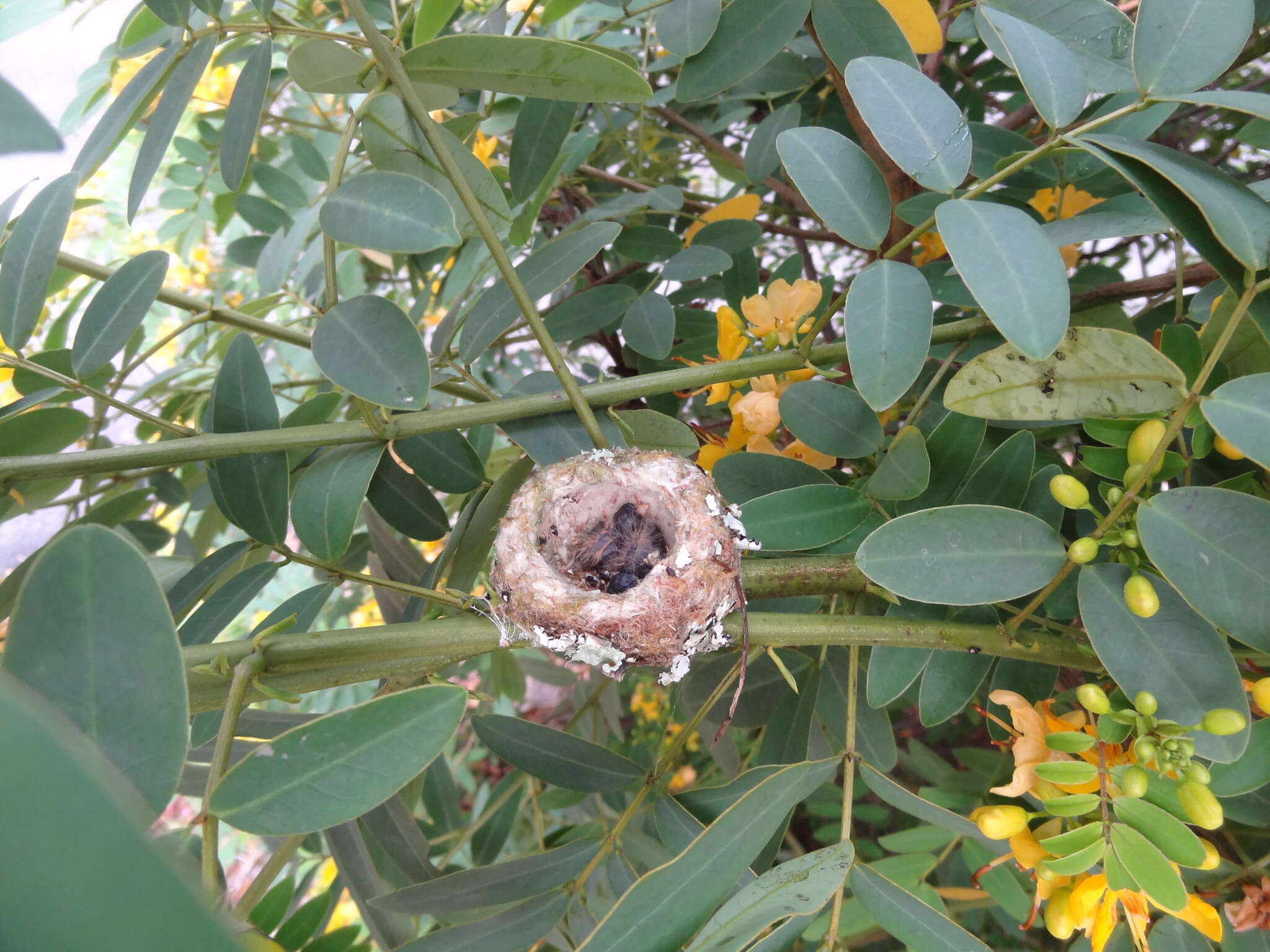 Image of Scintillant Hummingbird