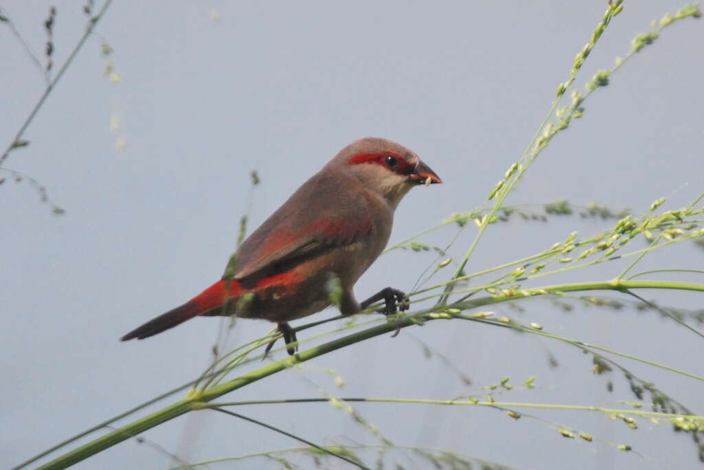 Image of Crimson-rumped Waxbill