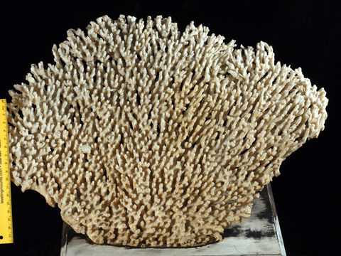 Image of <i>Acropora spicifera</i> (Dana 1846)
