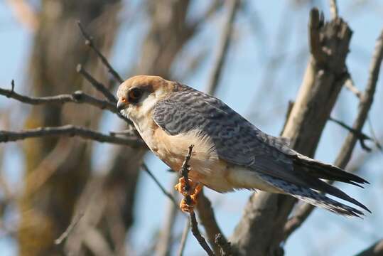 Image of Red-footed Falcon