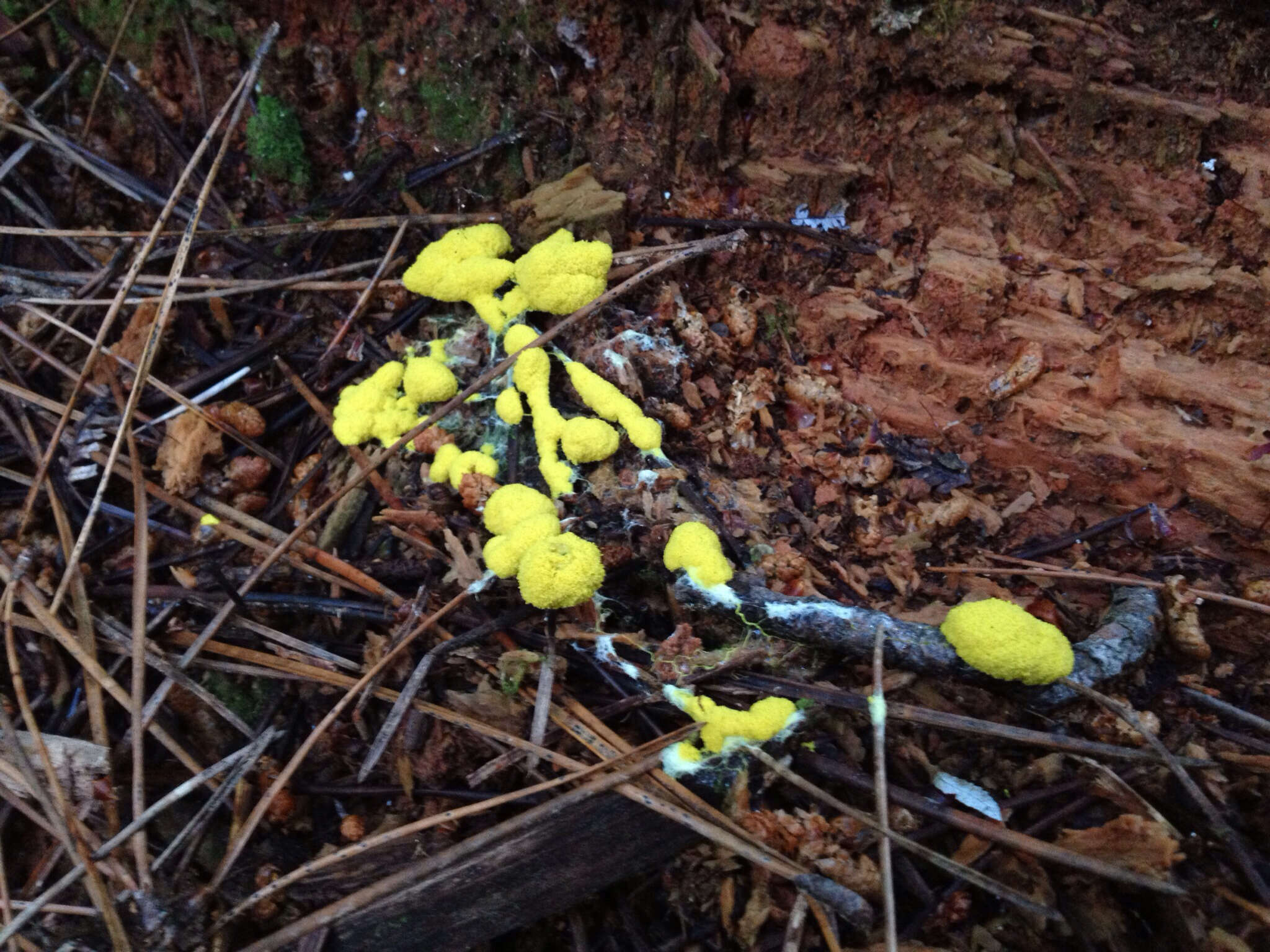 Image of Dog vomit slime mold