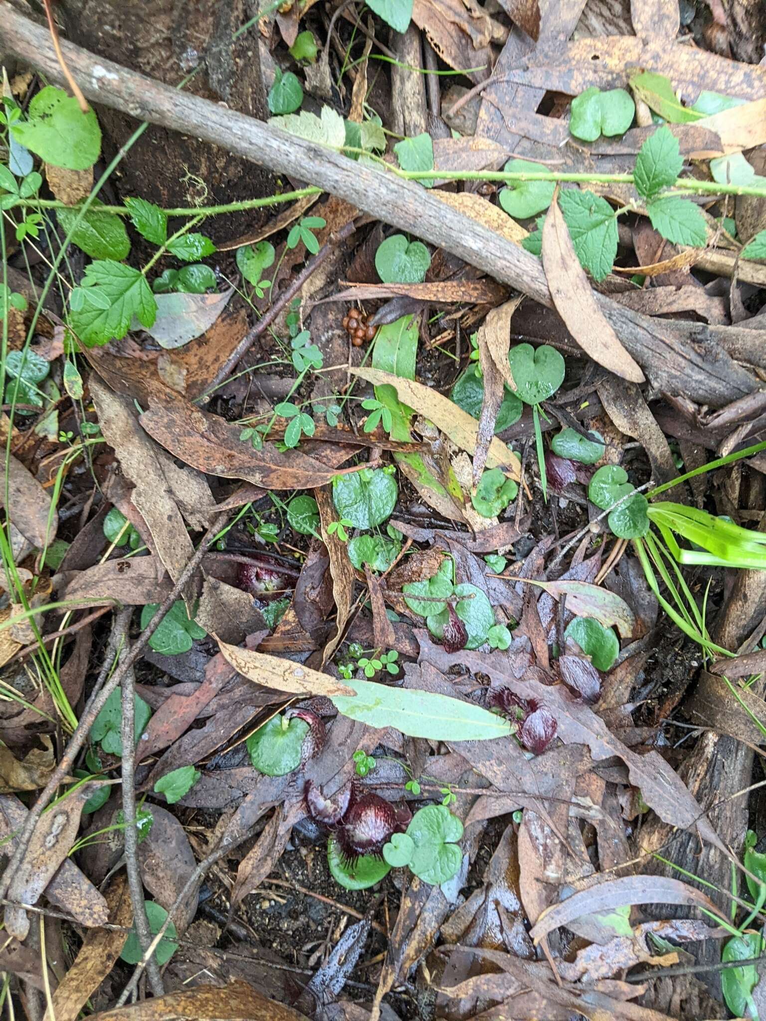 Image of Bristly helmet orchid