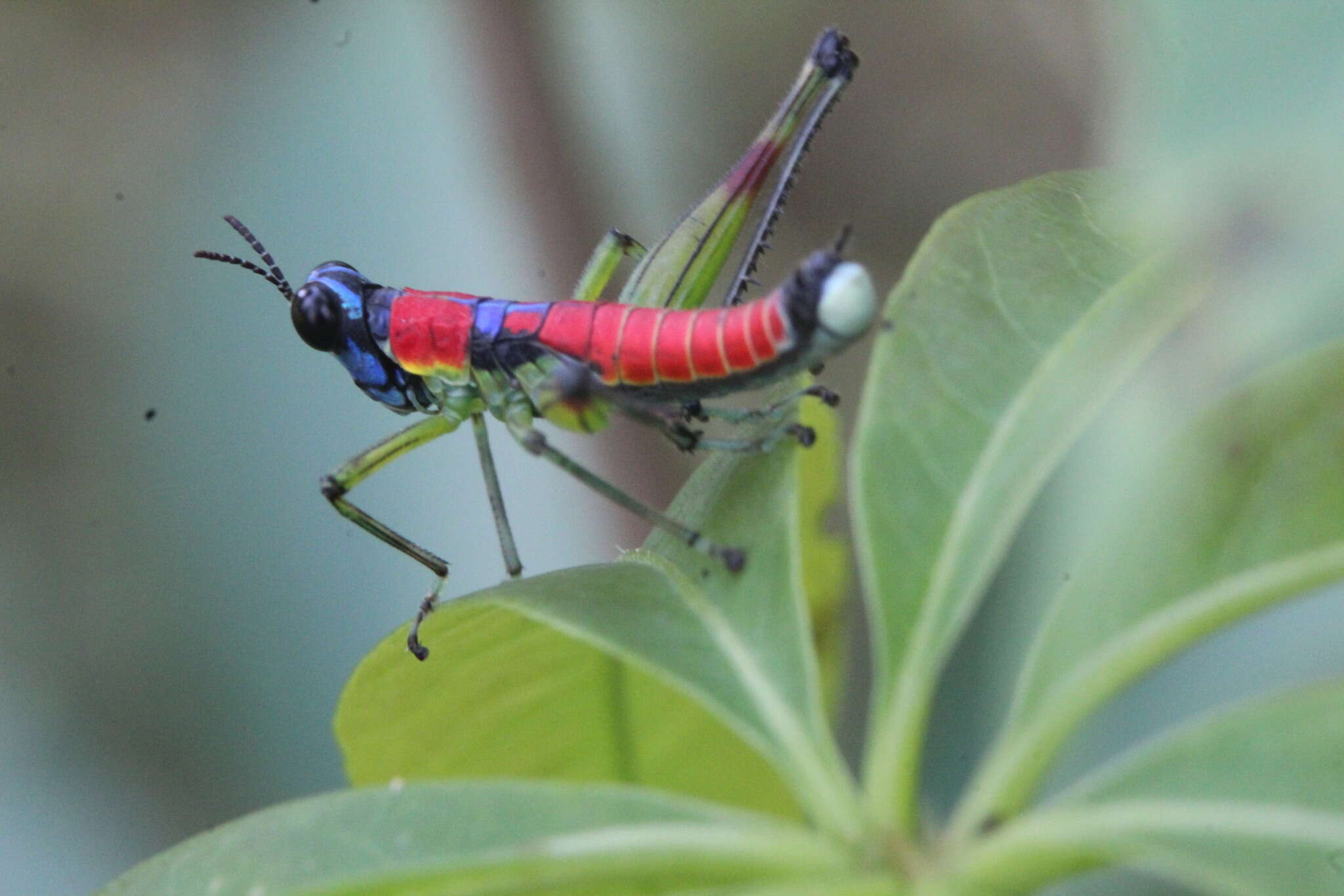 Image of Amedegnatomastax rubris Cadena-Castañeda & Cardona 2015