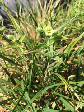 Image of Menzies' campion