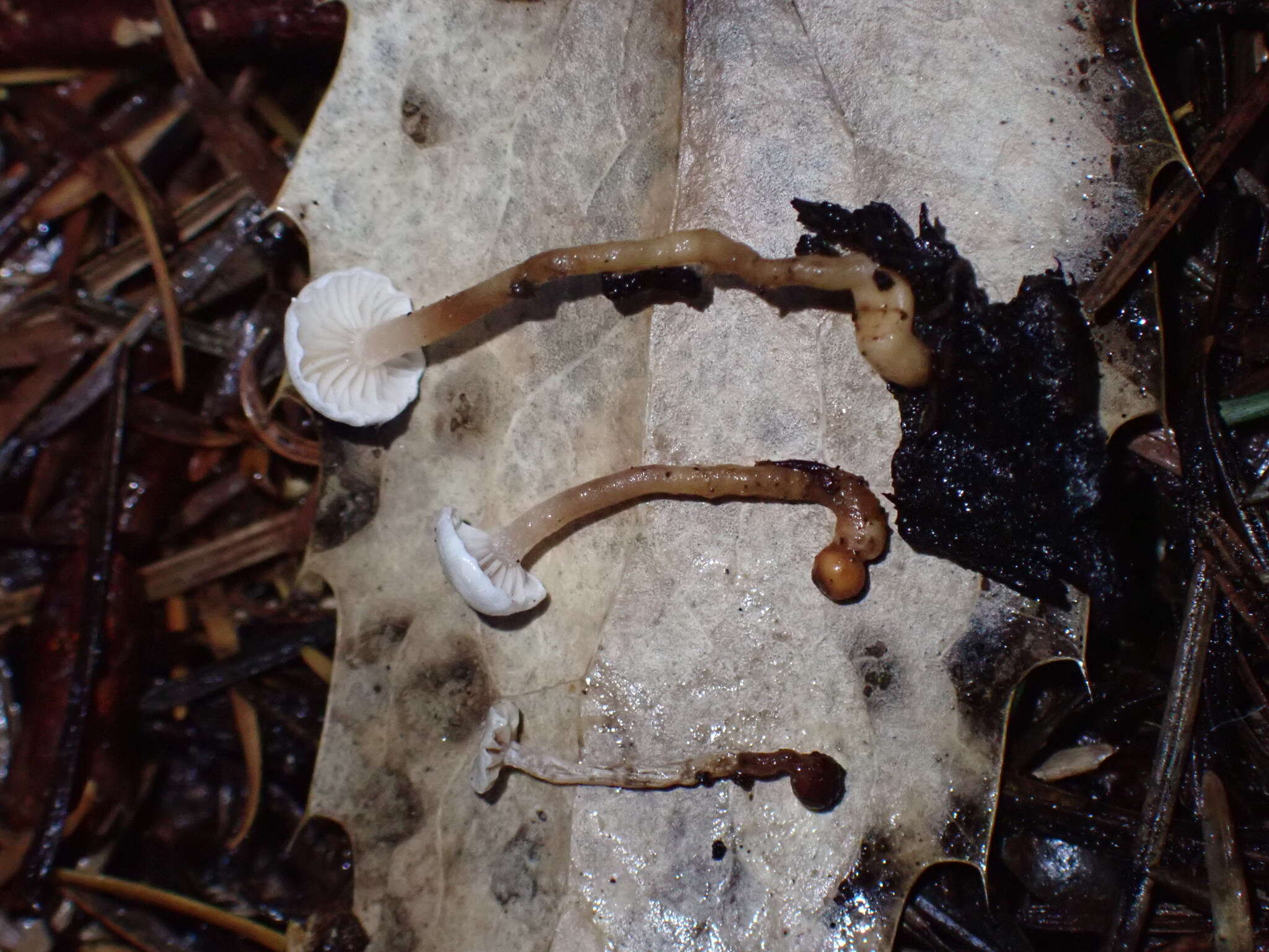 Image of Collybia cookei (Bres.) J. D. Arnold 1935