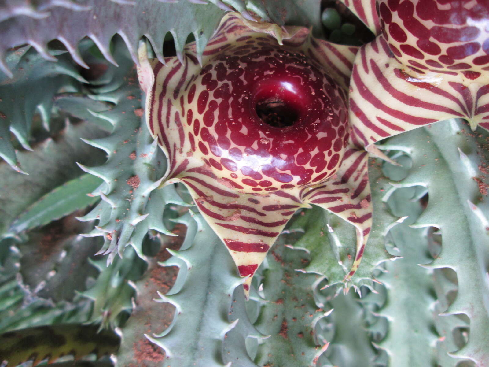 Image de Ceropegia zebrina (N. E. Br.) Bruyns