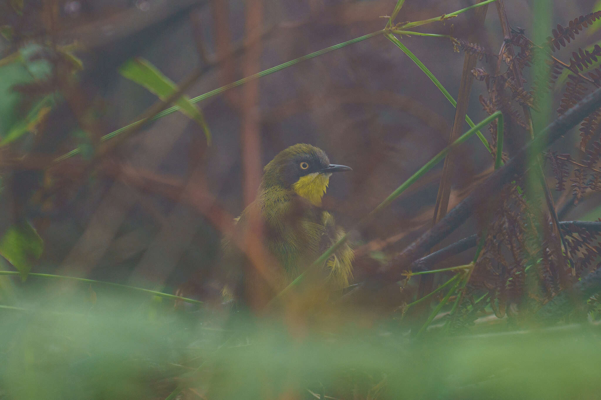 Image of Yellow-throated Apalis