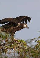 Haliaeetus vociferoides Des Murs 1845 resmi