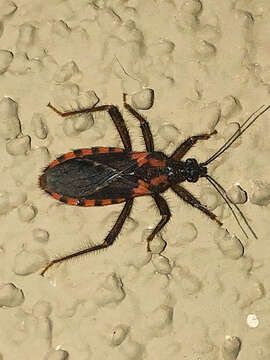 Image of Homalocoris Perty 1833