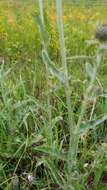 Image de Cirsium flodmanii (Rydb.) Arthur