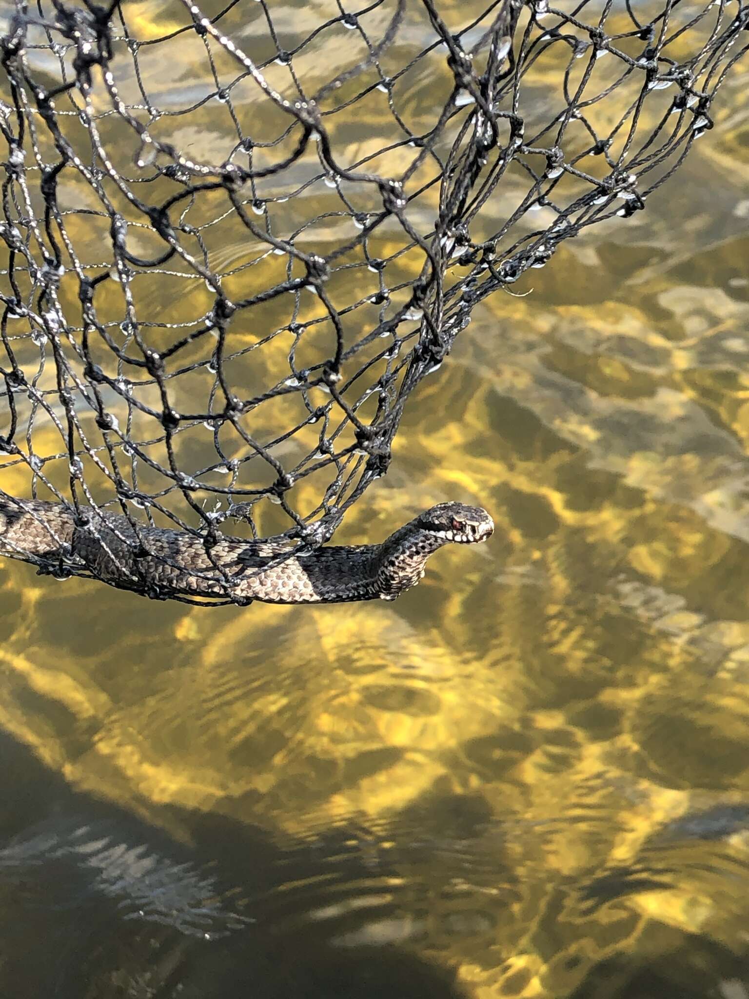 Image of Vipera berus berus (Linnaeus 1758)