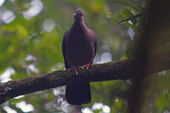 Image of Ceylon Wood-Pigeon