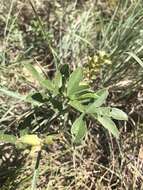 Image of largebract Indian breadroot