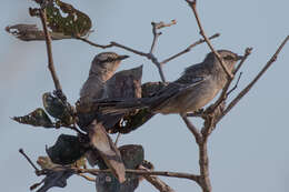 Image of Chalk-browed Mockingbird