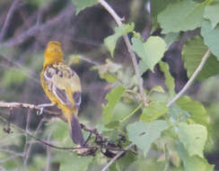 Image de Oriole à dos rayé