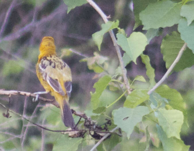 Image de Oriole à dos rayé