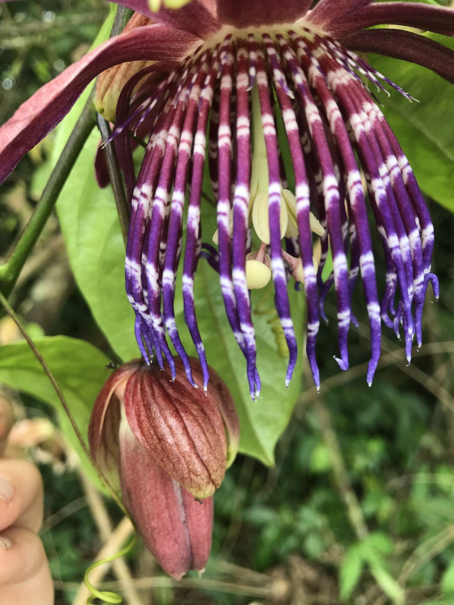 Passiflora ambigua Hemsl. ex Hook. fil. resmi